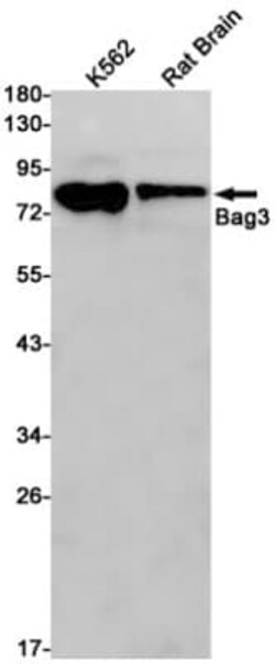 BAG3 Antibody (S05-6D5), Novus Biologicals™