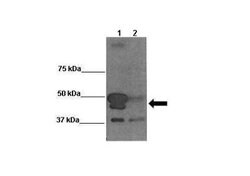 BAG5 Rabbit anti-Human, Polyclonal, Novus Biologicals 0.1 mL | Buy Online | Novus Biologicals | Fisher Scientific