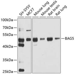 BAG5 Antibody - BSA Free, Novus Biologicals 0.02 mL, Unconjugated:Antibodies,