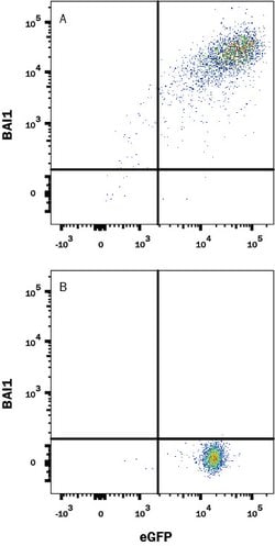 Human BAI1 Antibody, R D Systems 100 &mu;g; Unconjugated:Antibodies, Monoclonal