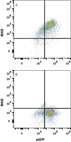 Human BAI2 Antibody, R D Systems 25 &mu;g; Unconjugated:Antibodies, Monoclonal