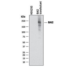 Human BAI2 Antibody, R D Systems 25 &mu;g; Unconjugated:Antibodies, Monoclonal
