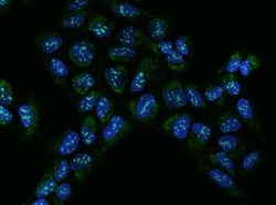 BAP28 Antibody, Novus Biologicals:Antibodies:Primary Antibodies