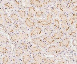 BAP28 Antibody, Novus Biologicals:Antibodies:Primary Antibodies