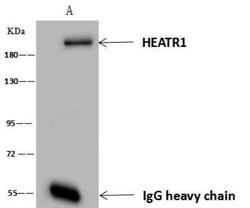 BAP28 Antibody, Novus Biologicals:Antibodies:Primary Antibodies