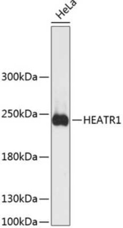 BAP28 Antibody - Azide and BSA Free, Novus Biologicals:Antibodies:Primary