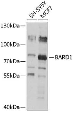 BARD1 Antibody - BSA Free, Novus Biologicals 0.1 mL, Unconjugated:Antibodies,