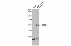 BARD1 Antibody, Novus Biologicals 100 &mu;g | Buy Online | Novus Biologicals | Fisher Scientific