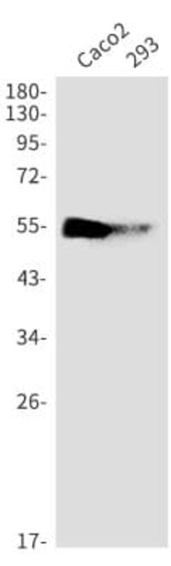 BAT5 Antibody (S01-4D1), Novus Biologicals 50 &mu;g; Unconjugated:Antibodies,