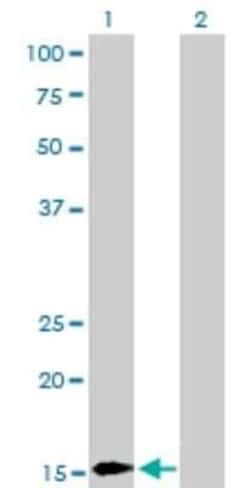 BATF Antibody (1G4), Novus Biologicals 0.1 mg | Buy Online | Novus Biologicals | Fisher Scientific