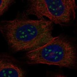 BATF3 Rabbit anti-Human, Polyclonal, Novus Biologicals 100 &mu;g | Buy Online | Novus Biologicals | Fisher Scientific