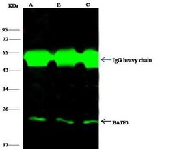 BATF3 Antibody, Novus Biologicals 100 &mu;g | Buy Online | Novus Biologicals | Fisher Scientific