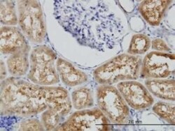 BBOX1 Antibody (6H3), Novus Biologicals 0.1 mg | Buy Online | Novus Biologicals | Fisher Scientific