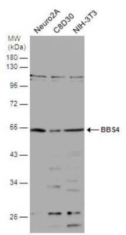 BBS4 Antibody, Novus Biologicals 100 &mu;g | Buy Online | Novus Biologicals | Fisher Scientific