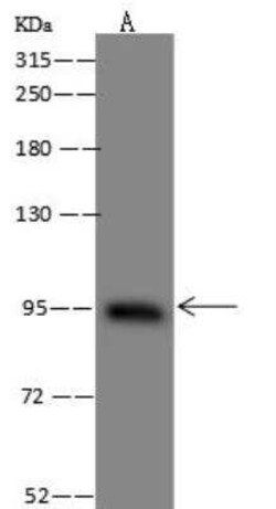 BBS9 Antibody, Novus Biologicals:Antibodies:Primary Antibodies