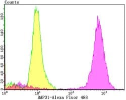 BCAP31 Antibody (JG37-81), Novus Biologicals 100 &mu;l; Unconjugated:Antibodies,