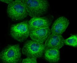 BCAP31 Antibody (JG37-81), Novus Biologicals 100 &mu;l; Unconjugated:Antibodies,