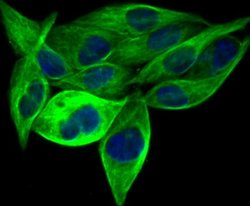 BCAP31 Antibody (JG37-81), Novus Biologicals 100 &mu;l; Unconjugated:Antibodies,