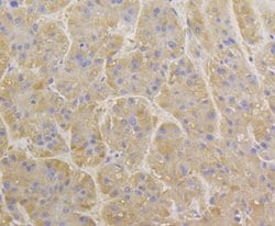 BCAP31 Antibody (JG37-81), Novus Biologicals 100 &mu;l; Unconjugated:Antibodies,