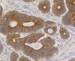 BCAP31 Antibody (JG37-81), Novus Biologicals 100 &mu;l; Unconjugated:Antibodies,