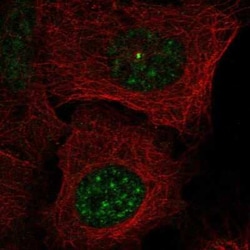 BCAS2 Antibody, Novus Biologicals 25 &mu;L, Unconjugated:Antibodies, Polyclonal
