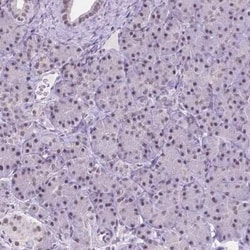 BCAS2 Antibody, Novus Biologicals 25 &mu;L, Unconjugated:Antibodies, Polyclonal