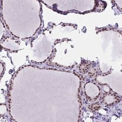 BCAS2 Antibody, Novus Biologicals 25 &mu;L, Unconjugated:Antibodies, Polyclonal