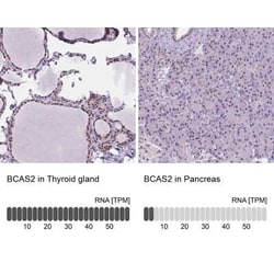 BCAS2 Antibody, Novus Biologicals 25 &mu;L, Unconjugated:Antibodies, Polyclonal