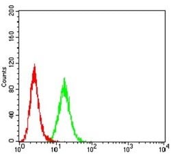 BCAT2 Antibody (7G3A11) - BSA Free, Novus Biologicals 0.1 ml; Unconjugated:Antibodies,