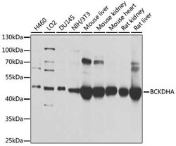 BCKDHA Antibody - BSA Free, Novus Biologicals 0.1 mL, Unconjugated:Antibodies,