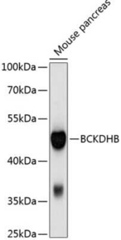 BCKDHB Antibody - BSA Free, Novus Biologicals 0.02 mL, Unconjugated:Antibodies,