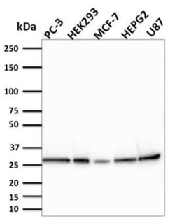 BCL-W/BCL2L2 Mouse anti-Human, Clone: CPTC-BCL2L2-2, Novus Biologicals
