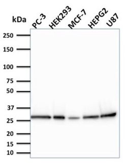 BCL-W/BCL2L2 Antibody (CPTC-BCL2L2-2) - Azide and BSA Free, Novus Biologicals 100 &mu;g | Buy Online | Novus Biologicals | Fisher Scientific