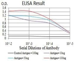 BCL11B Antibody (1F8G8) - BSA Free, Novus Biologicals 0.1 ml; Unconjugated:Antibodies,