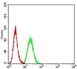BCL2L10 Antibody (8A11G12) - BSA Free, Novus Biologicals 0.1 ml; Unconjugated:Antibodies,