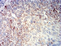 BCL2L10 Antibody (8A2F9) - BSA Free, Novus Biologicals 0.1 ml; Unconjugated:Antibodies,