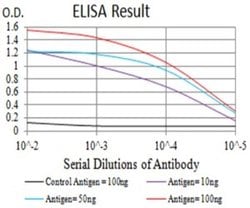 BCL9-2 Antibody (1C9G2) - BSA Free, Novus Biologicals 0.1 ml; Unconjugated:Antibodies,