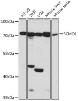 BCMO1 Antibody - Azide and BSA Free, Novus Biologicals:Antibodies:Primary