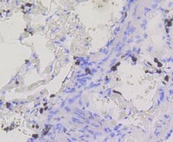 BDNF Rabbit anti-Human, Clone: SJ12-09, Novus Biologicals 100&mu;L:Antibodies,