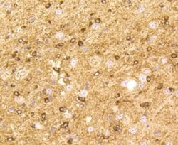 BDNF Rabbit anti-Human, Clone: SJ12-09, Novus Biologicals 100&mu;L:Antibodies,