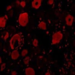 BDNF Rabbit anti-Human, Mouse, Rat, Polyclonal, Novus Biologicals 0.1 mg | Buy Online | Novus Biologicals | Fisher Scientific