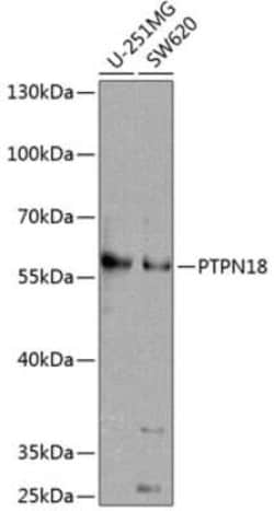 BDP1 Antibody - BSA Free, Novus Biologicals:Antibodies:Primary Antibodies