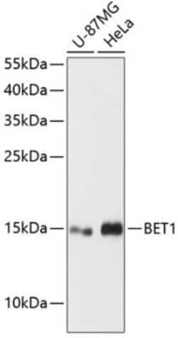 BET1 Antibody - Azide and BSA Free, Novus Biologicals 0.02 mL, Unconjugated:Antibodies,