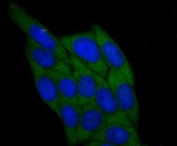BHMT Mouse anti-Human, Mouse, Rat, Clone: 90, Novus Biologicals 100 &mu;l;