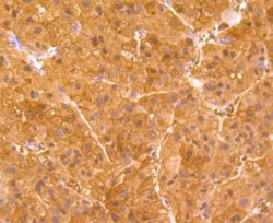 BHMT Mouse anti-Human, Mouse, Rat, Clone: 90, Novus Biologicals 100 &mu;l;
