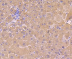 BHMT Mouse anti-Human, Mouse, Rat, Clone: 90, Novus Biologicals 100 &mu;l;