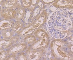 BHMT Mouse anti-Human, Mouse, Rat, Clone: 90, Novus Biologicals 100 &mu;l;