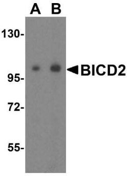 BICD2 Antibody - BSA Free, Novus Biologicals 0.1 mg | Buy Online | Novus Biologicals | Fisher Scientific