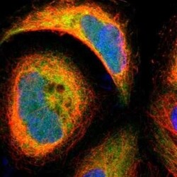 BID Antibody, Novus Biologicals 0.1 mL; Unconjugated:Antibodies, Polyclonal