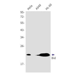 BID Antibody (S08-2F0), Novus Biologicals 100 &mu;g; Unconjugated:Antibodies,